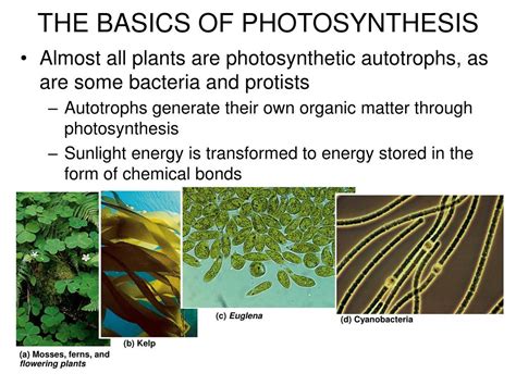 PPT - Almost all plants are photosynthetic autotrophs, as are some bacteria and protists ...