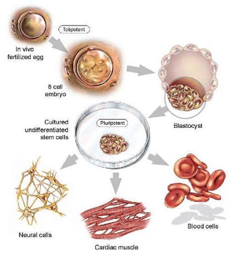 Stem Cell Differentiation Chart