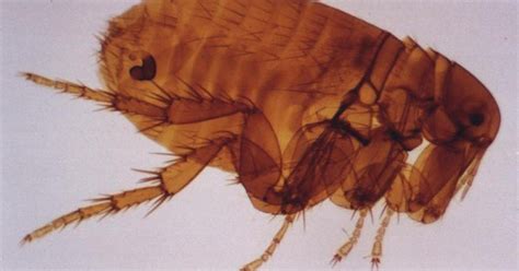 Amazing Are-Ban: Chigoe Flea or Jigger