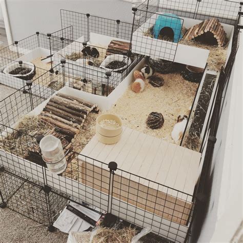 New stacking cages now available! - C and C Guinea Pig Cages