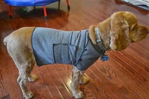 Anxiety Vest for Dogs, DIY - DIY Danielle®