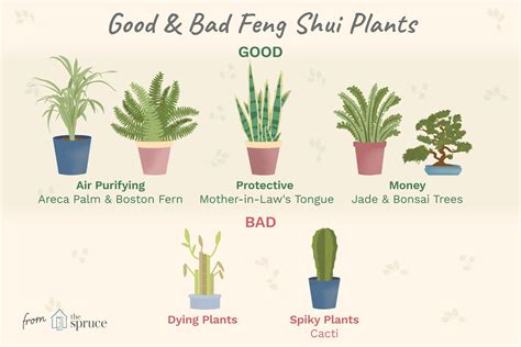 Good and Bad Feng Shui Plants