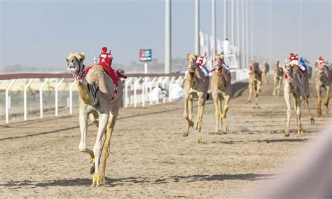 Annual Al Bashayer Camel Racing Festival kicks off - Oman Observer