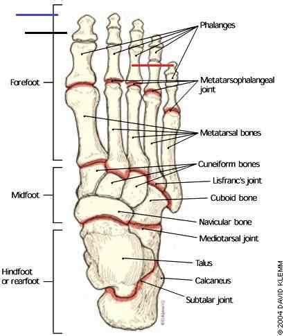 Foot Bone Anatomy On HealthFavo.com - Health, Medicine and Anatomy Reference Pictures in 2020 ...