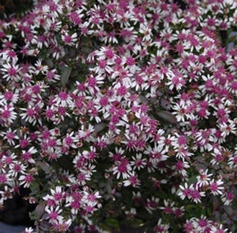 40 Calico Aster Flower Seeds / / Self-seeding Annual - Etsy