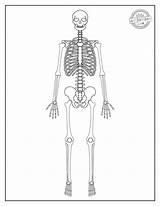 Best Free Skeleton Coloring Pages  Kids Activities Blog sketch template