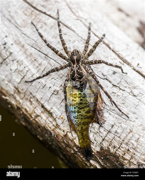 Canada,Sunfish,Dark Fishing Spider Stock Photo: 88349387 - Alamy