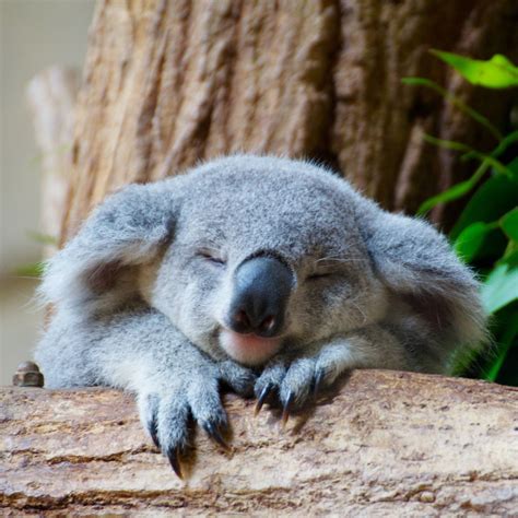 Koala at Higashiyama zoo | Tomo NORI | Flickr Animals And Pets, Funny Animals, Wild Animals ...