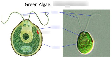 Red and green algae Diagram | Quizlet