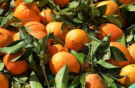 Different Types of Oranges To Grow Or For Consumption (with Pictures ...