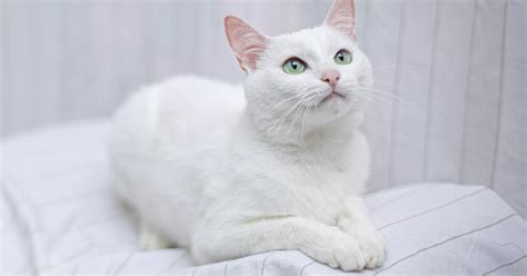 White Cats - 5 Things to Know | FELIWAY