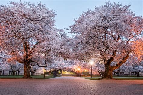 15 Photos Of The UW Cherry Blossoms