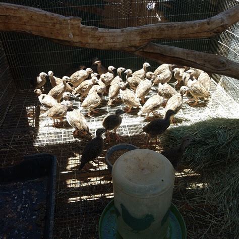 20 Chukar partridge eggs for hatching laying now. | eBay