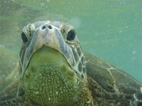 Sea Turtles of the Florida Gulf Coast