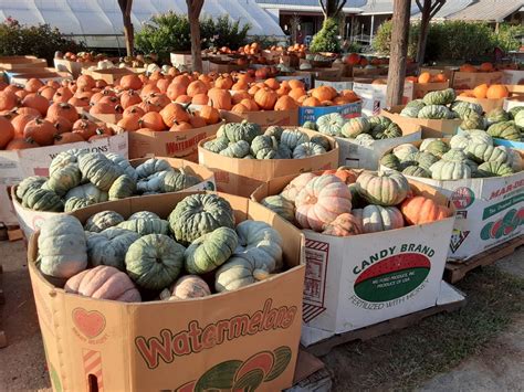 Pumpkins retail and wholesale! – Miller Farms Market