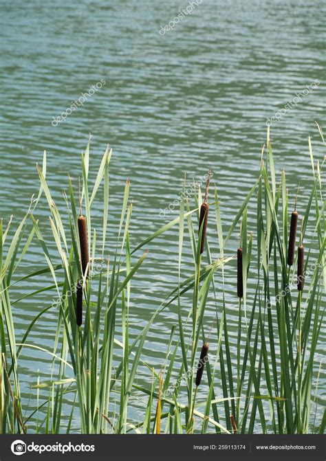 Group Young Green Cattails Border Lake Summer Stock Photo by ©YAYImages 259113174