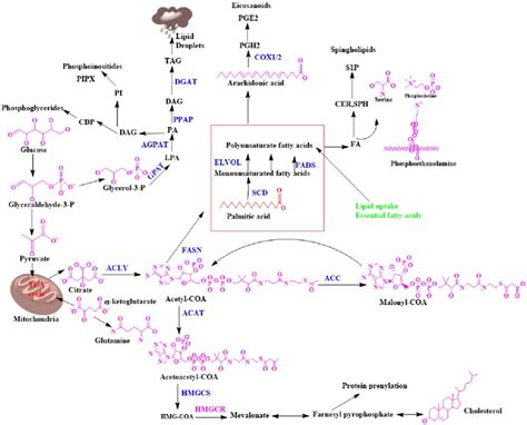 Biosynthesis of lipids in biological membranes. | Download Scientific ...