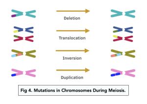 Chromosome Mutations (A-level Biology) - Study Mind