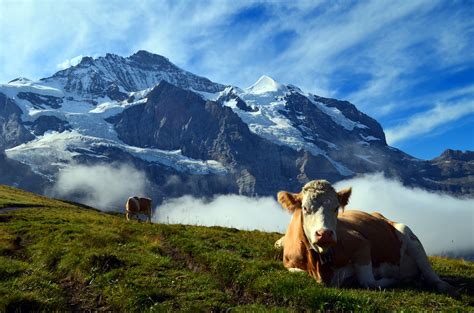 Grindelwald in Switzerland is a Winter Wonderland - Traveler Dreams