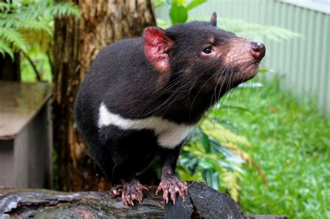 10 Tasmanian Devil facts you need to know - Sightseeing Scientist