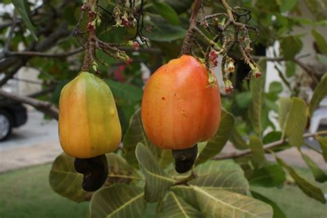 Buy Cashew Nut Fruit Trees in Australia (Anacardium occidentale)