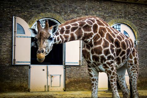 ZSL London Zoo: Meet the Giraffes in their 2 Viewing Areas