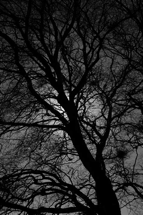 Black And White Tree Silhouette Free Stock Photo - Public Domain Pictures