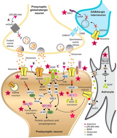 Frontiers | Uncovering the Underlying Mechanisms of Ketamine as a Novel ...