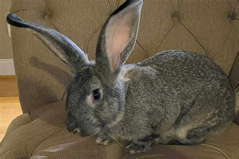 Standard Chinchilla Rabbit