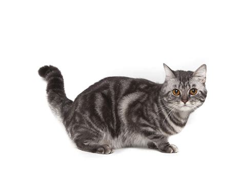 American Shorthair Cats | Cat Breeds