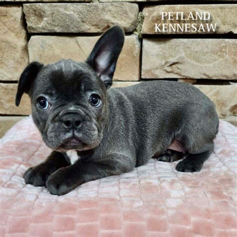 Frenchton Puppies For Sale - Petland Kennesaw, Georgia