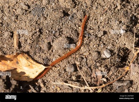 Long thin brown centipede species, UK Stock Photo - Alamy