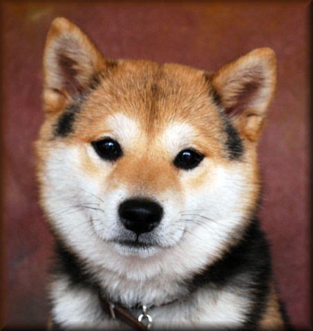 I Heart Shiba Inu!!!!! Looks like my Shasta when she was younger! # ...