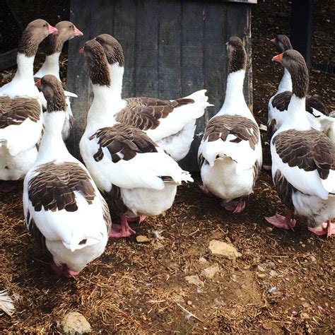 Rare and Majestic Pomeranian Geese at Moss Mountain Farm