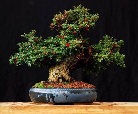 Cotoneaster bonsai - Noticias De Jardim