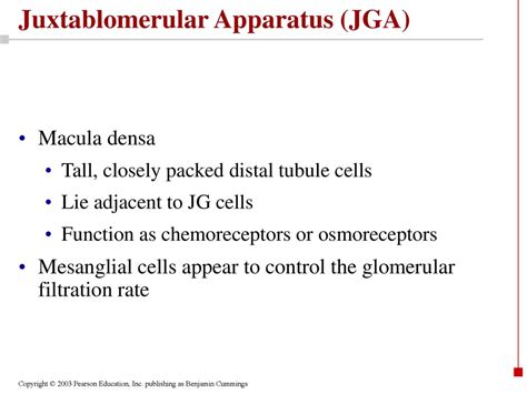 Chapter 26 The Urinary System Part B. - ppt download