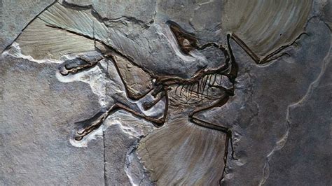 Meet Archaeopteryx, the Feathered Dino With Wings and Teeth | HowStuffWorks