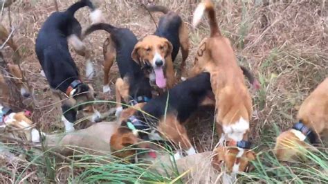 Petition · Virginia citizens for responsible dog hunting - Stop trespassing - United States ...