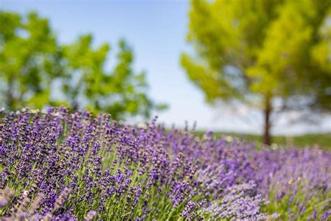 Beautiful Garden With Lavender Flowers Photograph by Levente Bodo - Fine Art America