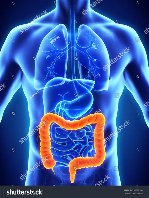 Human Colon Anatomy Stock Illustration 256698106