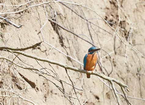 Nesting Kingfisher in Burley... and in 3D - Walking Photographer