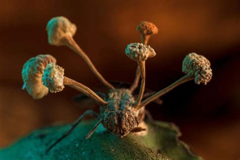 Grisly photo of a zombie fungus bursting from a fly wins competition ...