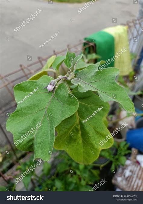 5,682 Solanum Melongena Images, Stock Photos & Vectors | Shutterstock