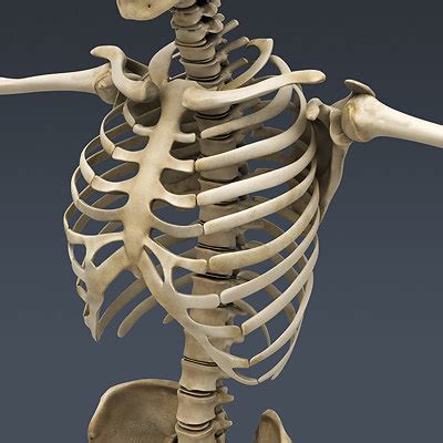 human skeleton nose anatomy 3d model