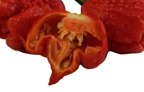 Carolina reaper seeds - voltru