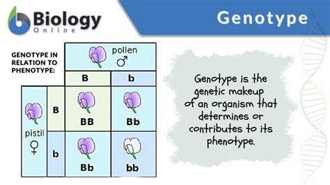 Genotype - Definition and Examples - Biology Online Dictionary