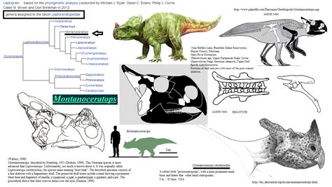 AMNH montanoceratops / http://the_dinosauria.tripod.com/montanoceratops ...