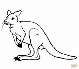 Kangaroo Coloring Pouch Pages Color Carrying Clipart Cartoon Face Baby  sketch template