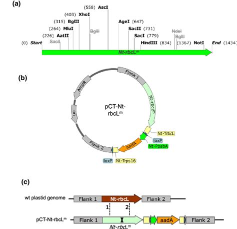 Modification of the tobacco rbcL gene for chloroplast transformation.... | Download Scientific ...