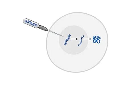 Microinjection - Definition, Types, Principle, Steps Applications - Biology Notes Online